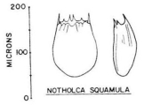 Notholca squamula, author: Christian D. Jersabek