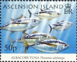 Thunnus alalunga