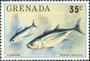 Thunnus atlanticus, author: Collection Georges Declercq