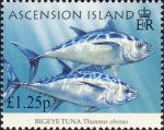 Thunnus obesus