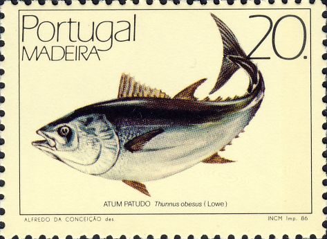 Thunnus obesus