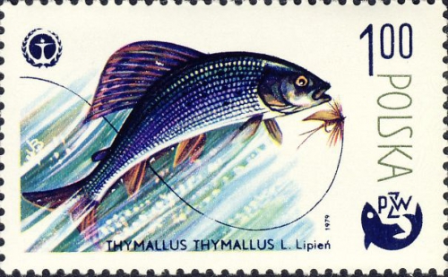 Thymallus thymallus Thymallus thymallus