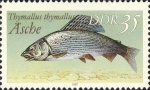 Salmoniformes