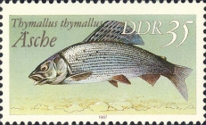 Thymallus thymallus