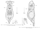 Notommata falcinella, author: Christian D. Jersabek