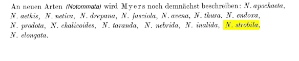 Notommata strobila - Original description image, author: Christian D. Jersabek