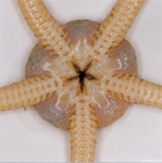 Ophiuroidea (brittle stars)