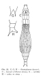 Otostephanos donneri - Original description image, author: Christian D. Jersabek