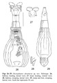 Otostephanos ukrainicus - Original description image, author: Christian D. Jersabek