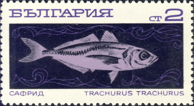 Trachurus trachurus