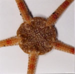 Ophiuroidea (brittle stars)