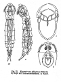 Rotifera (rotifers)