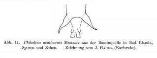 Philodina acuticornis, author: Christian D. Jersabek
