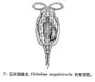 Philodina megalotrocha, author: Christian D. Jersabek