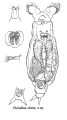 Philodina obesa - Original description image, author: Christian D. Jersabek