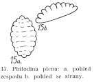 Philodina plena, author: Christian D. Jersabek