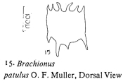 Plationus patulus, author: Christian D. Jersabek