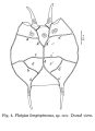 Platyias longispinosus - Original description image, author: Christian D. Jersabek
