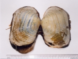Panomya norvegica (Spengler, 1793), author: IMARES