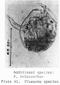 Ploesoma triacantha, author: Christian D. Jersabek