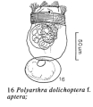Polyarthra aptera, author: Christian D. Jersabek
