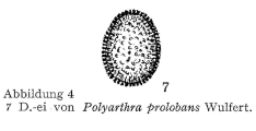 Polyarthra proloba, author: Christian D. Jersabek