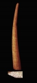 Scaphopoda