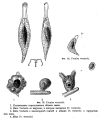 Pourriotia werneckii, author: Christian D. Jersabek