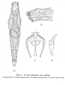 Proales adenodis - Original description image, author: Christian D. Jersabek
