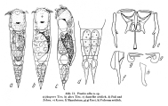 Proales alba - Original description image, author: Christian D. Jersabek