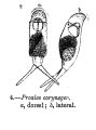 Proales coryneger - Original description image, author: Christian D. Jersabek