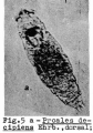 Proales decipiens, author: Christian D. Jersabek