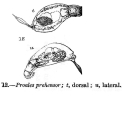 Proales prehensor - Original description image, author: Christian D. Jersabek