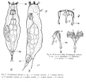 Proalinopsis lobatus - Original description image, author: Christian D. Jersabek