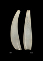 Scaphopoda