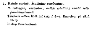 Rattulus carinatus - Original description image, author: Christian D. Jersabek