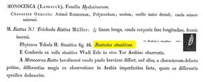 Rattulus sinaiticus - Original description image, author: Christian D. Jersabek