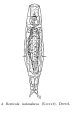 Resticula melandoca, author: Christian D. Jersabek