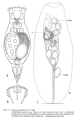 Resticula plicata, author: Christian D. Jersabek