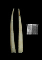 Scaphopoda