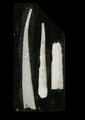 Heteroschismoides subterfissus (Jeffreys, 1877), author: Scarabino, Victor