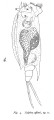 Salpina affinis - Original description image, author: Christian D. Jersabek