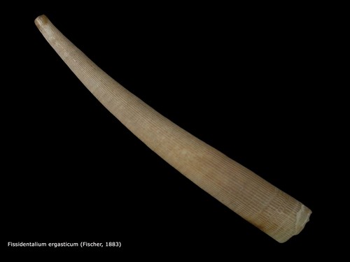 Fissidentalium ergasticum (Fischer P., 1883) Fissidentalium ergasticum (Fischer P., 1883)