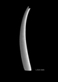 Scaphopoda
