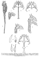 Scaridium longicauda, author: Christian D. Jersabek