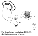 Sinantherina semibullata, author: Christian D. Jersabek