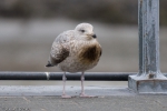 Oiled young herring gull 