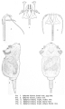 Sphyrias lofuana, author: Christian D. Jersabek