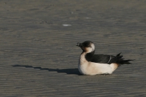 Oiled razorbill