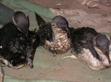Oiled razorbills